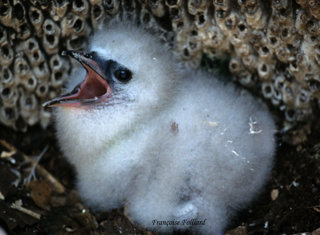 White-tailed Tropicbirdjuvenile, Reproduction-nesting