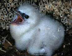 White-tailed Tropicbird