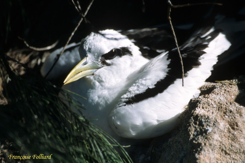 White-tailed Tropicbirdadult, Reproduction-nesting