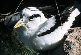 White-tailed Tropicbird