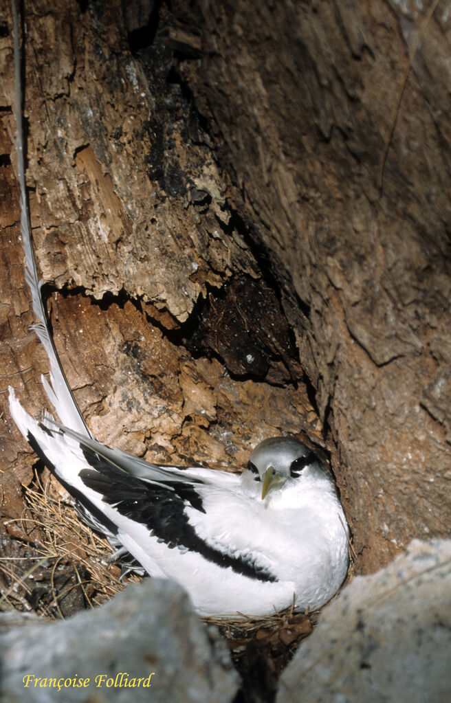 White-tailed Tropicbirdadult, Reproduction-nesting