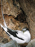 White-tailed Tropicbird