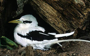 White-tailed Tropicbird