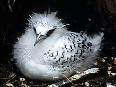 White-tailed Tropicbird