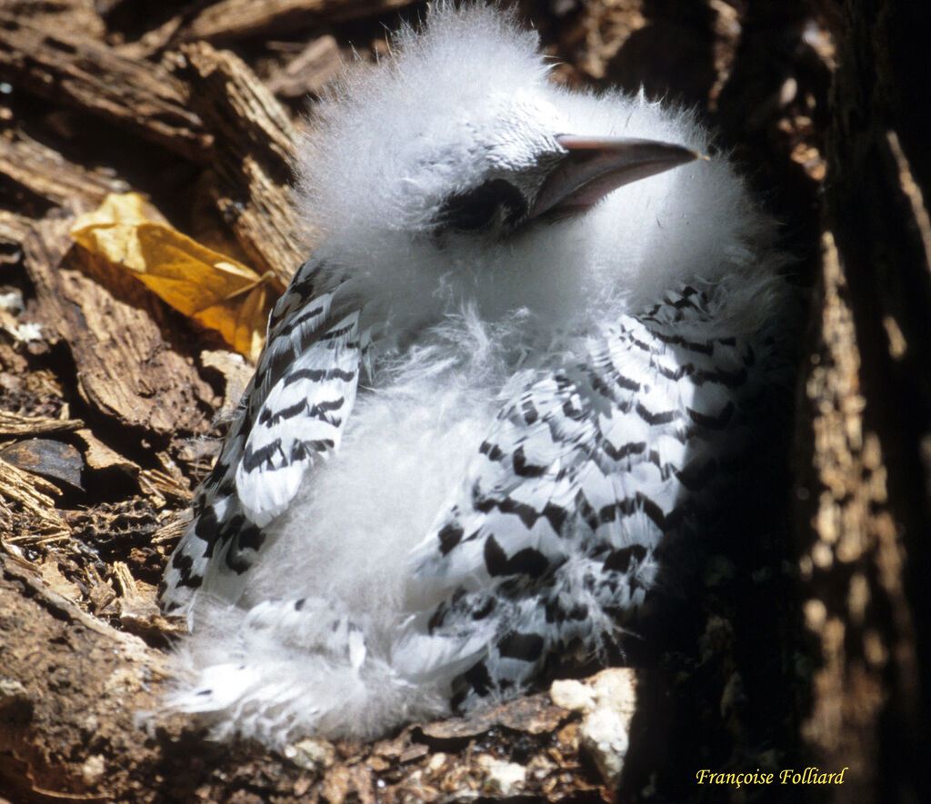 White-tailed Tropicbirdjuvenile, identification