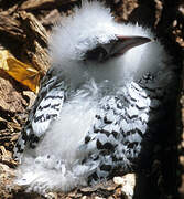 White-tailed Tropicbird