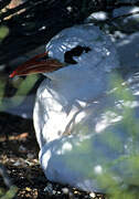 Red-tailed Tropicbird