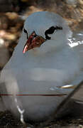 Red-tailed Tropicbird