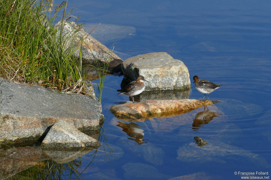 Phalarope à bec étroit