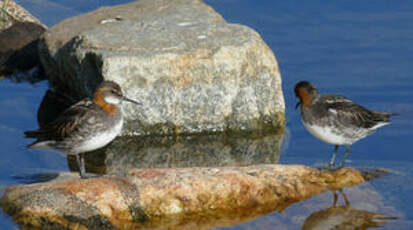 Phalarope à bec étroit