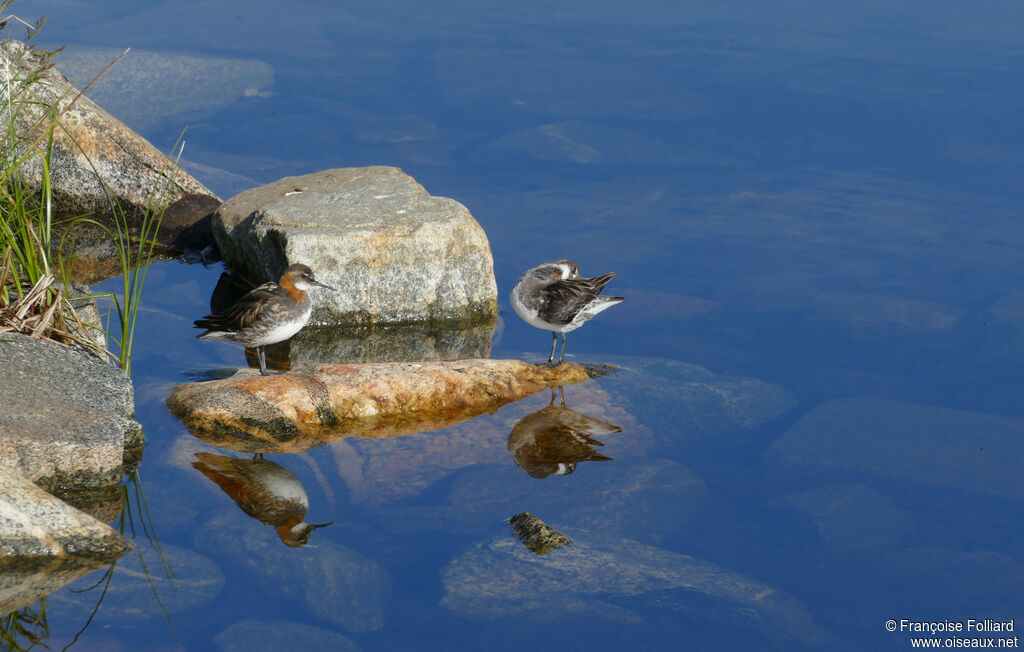 Red-necked Phalaropeadult breeding