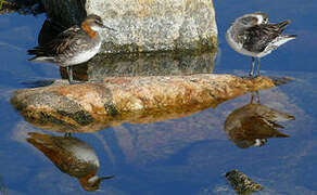 Red-necked Phalarope