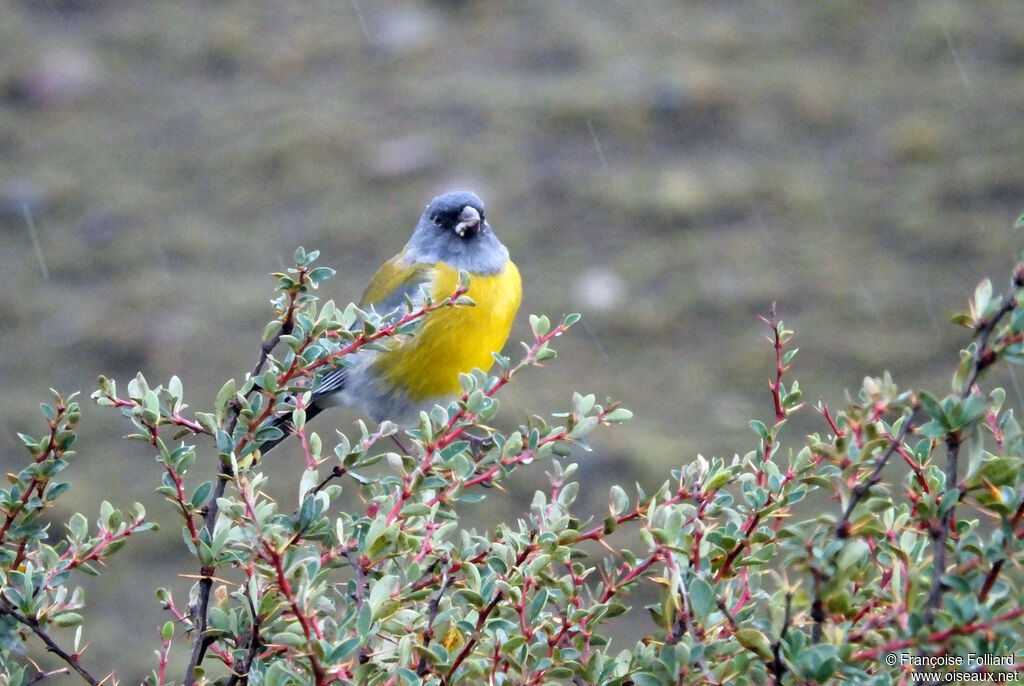 Grey-hooded Sierra Finch male