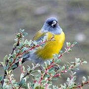 Grey-hooded Sierra Finch