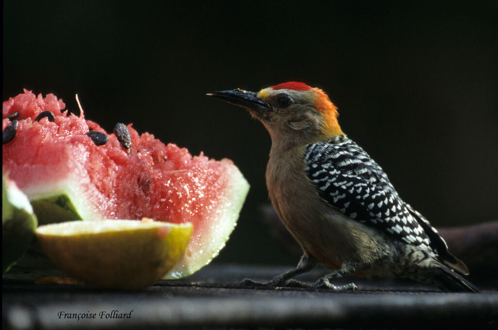 Red-crowned Woodpeckeradult, identification