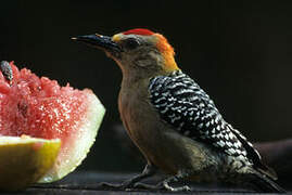 Red-crowned Woodpecker