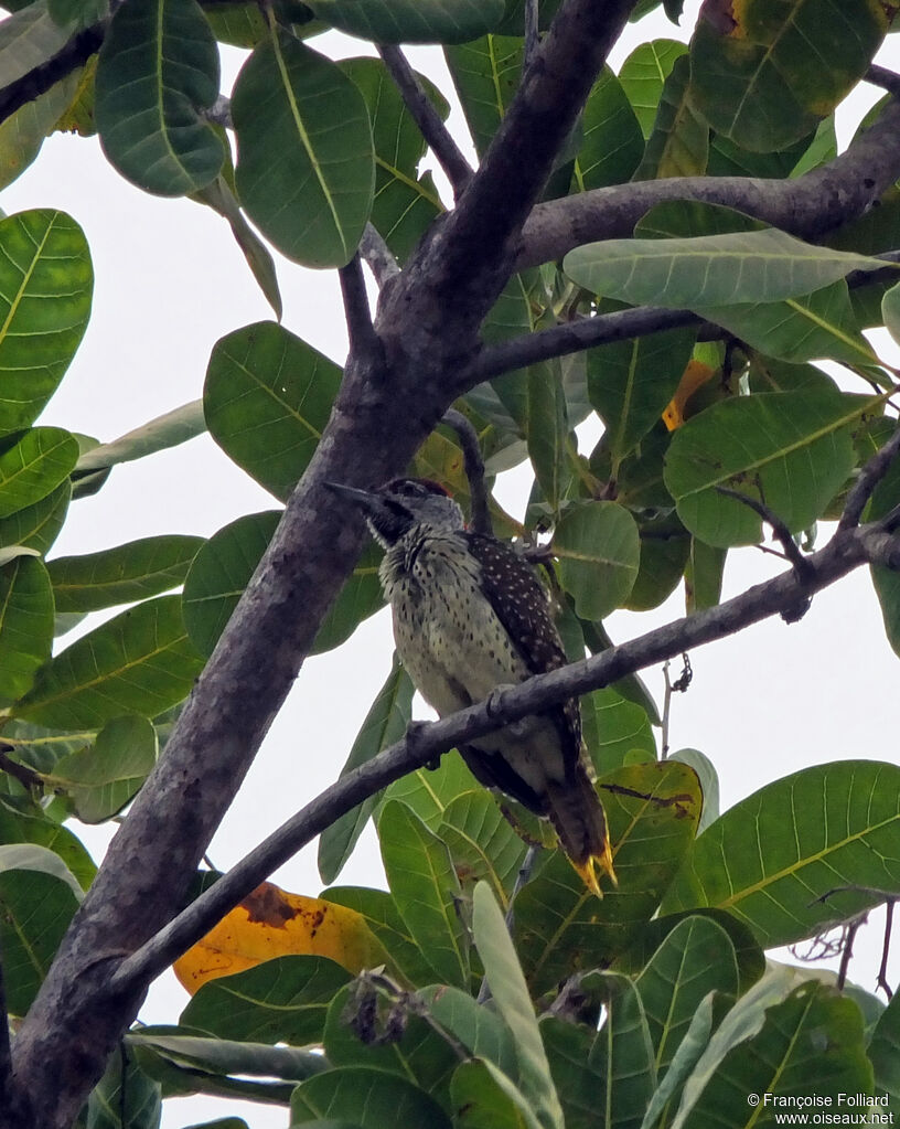 Fine-spotted Woodpecker, identification