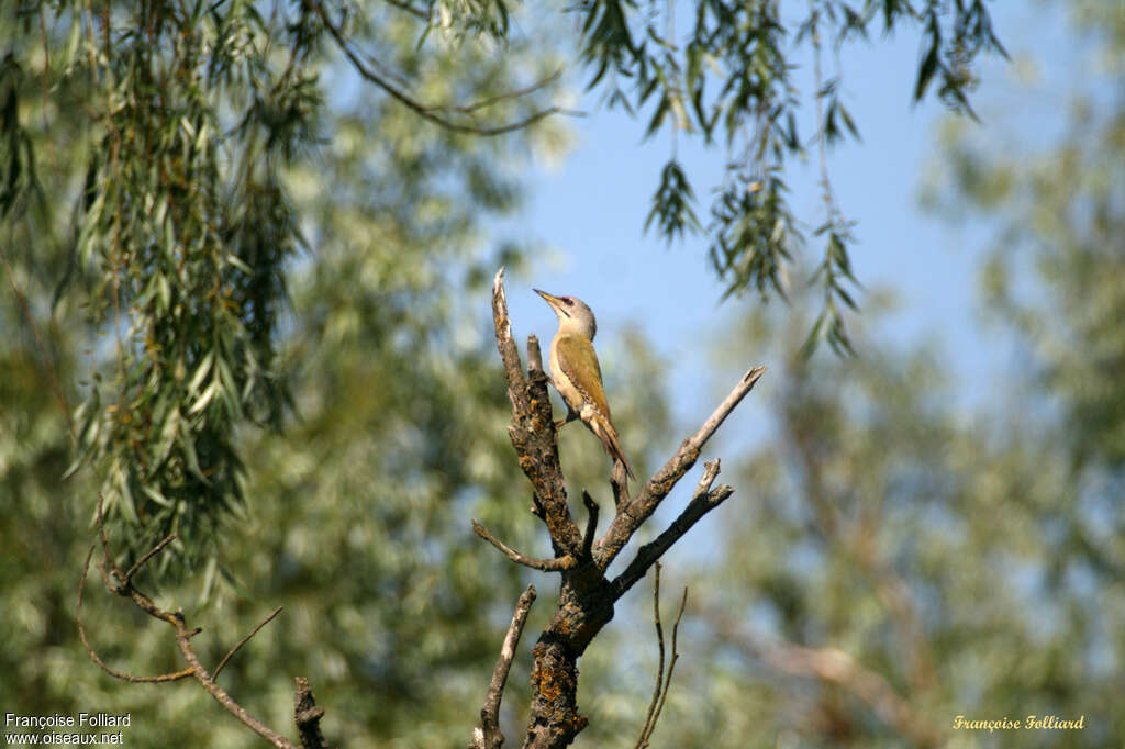 Pic cendréadulte, habitat