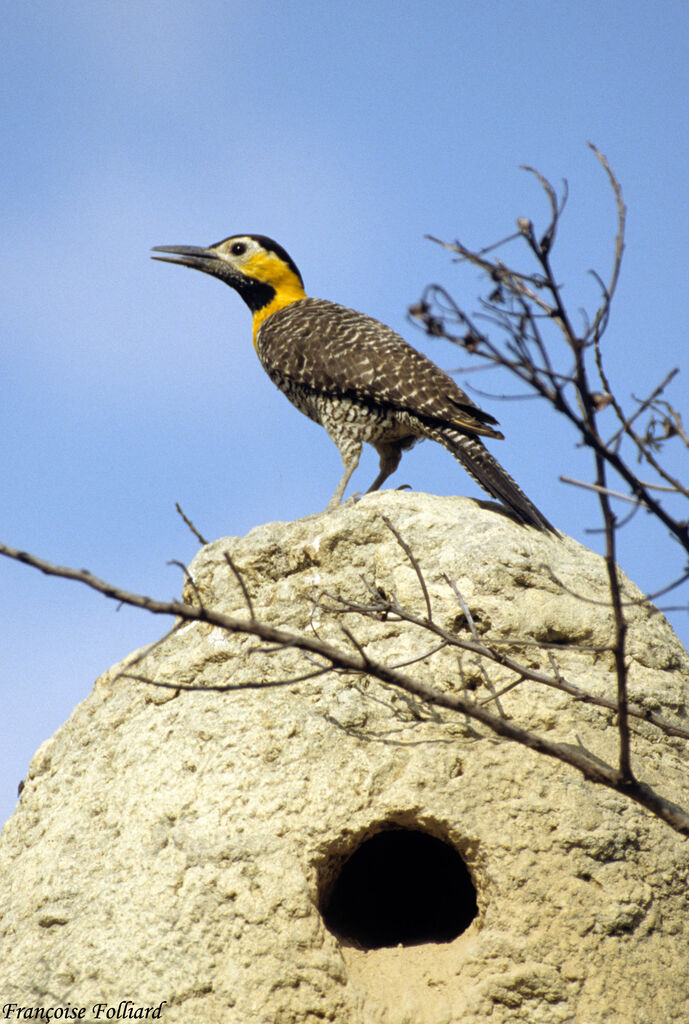 Pic champêtreadulte, identification