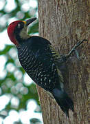 Black-cheeked Woodpecker