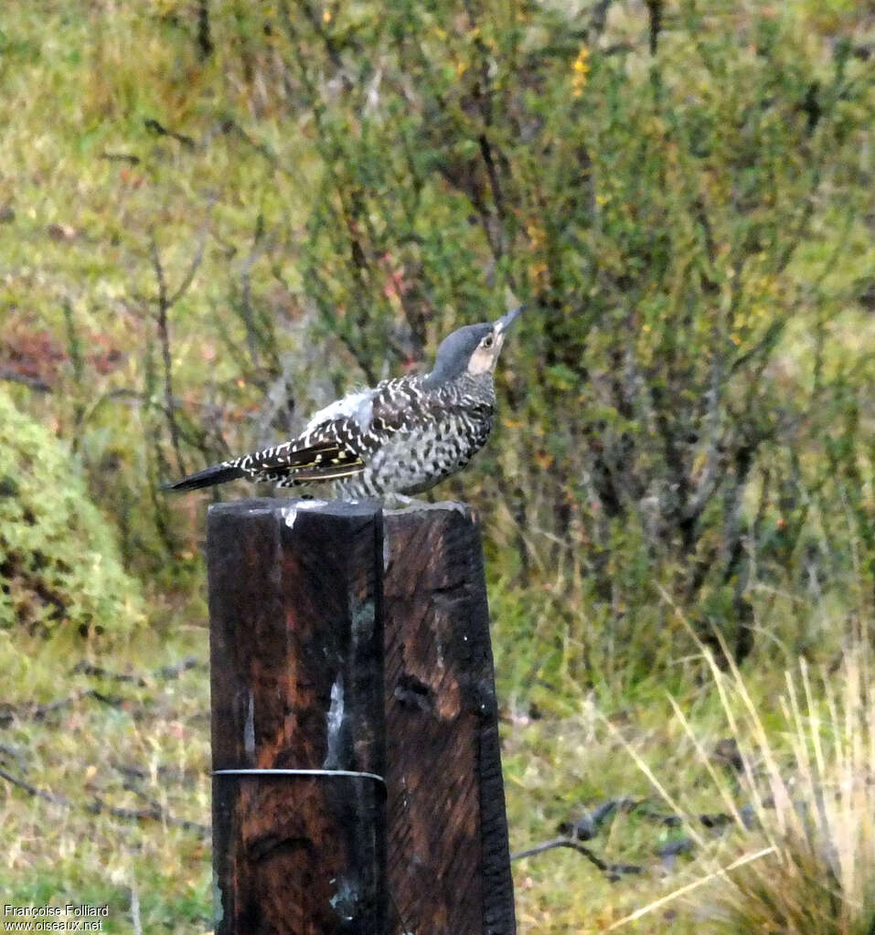 Chilean Flickeradult, identification