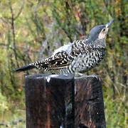 Chilean Flicker