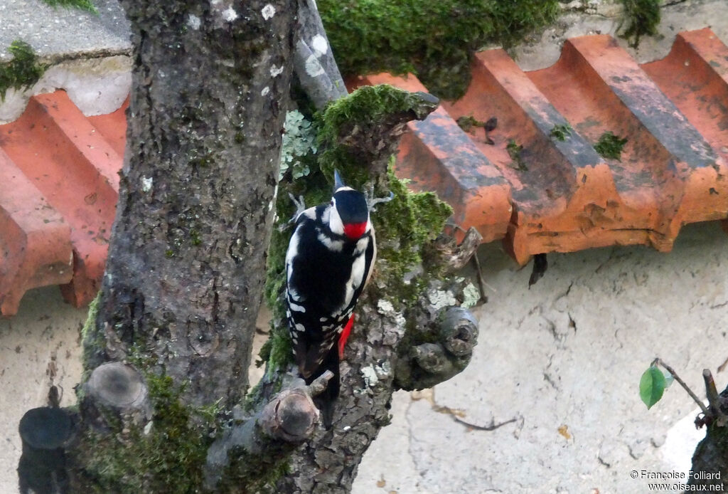 Great Spotted Woodpecker male, identification