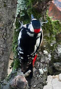 Great Spotted Woodpecker