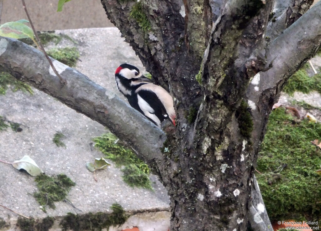 Great Spotted Woodpecker male, eats