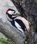 Great Spotted Woodpecker