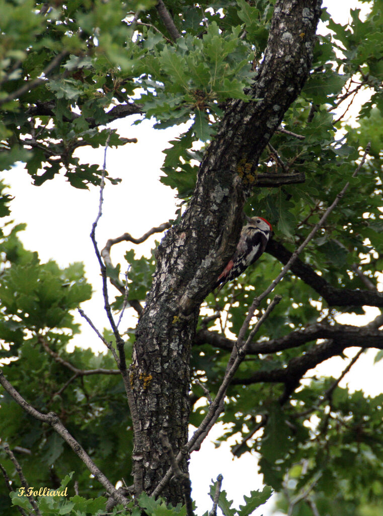 Middle Spotted Woodpecker, identification