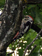 Middle Spotted Woodpecker