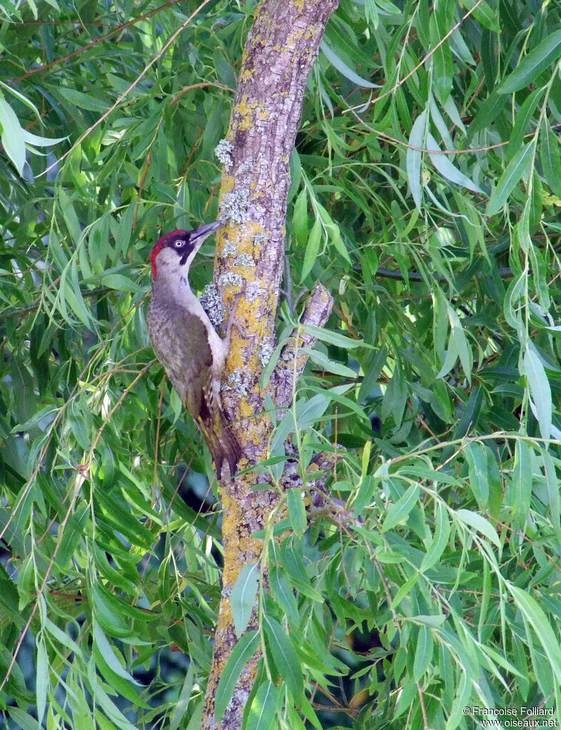 European Green Woodpecker