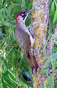 European Green Woodpecker