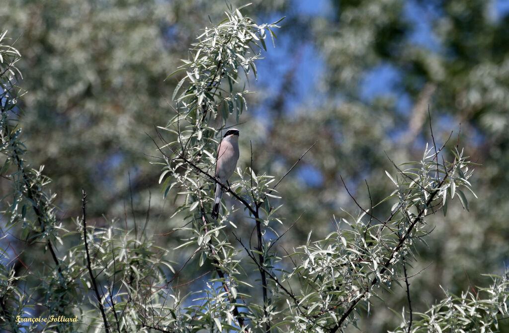 Pie-grièche écorcheur mâle adulte, identification