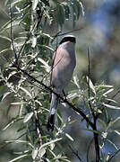 Red-backed Shrike