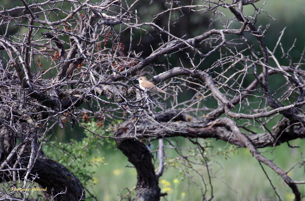 Red-backed Shrike female, identification