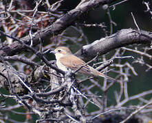 Red-backed Shrike