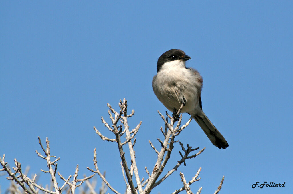 Pie-grièche fiscaleadulte, identification