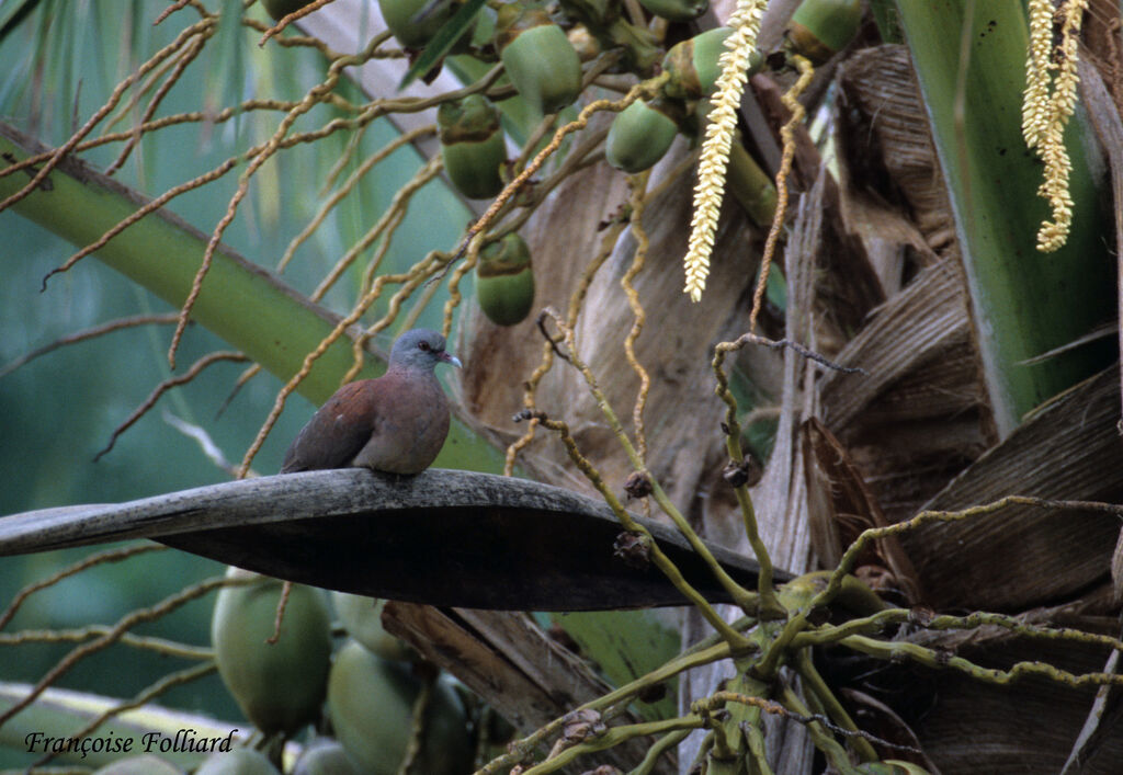 Pigeon de Madagascaradulte, identification