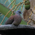 Pigeon de Madagascar
