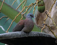 Pigeon de Madagascar