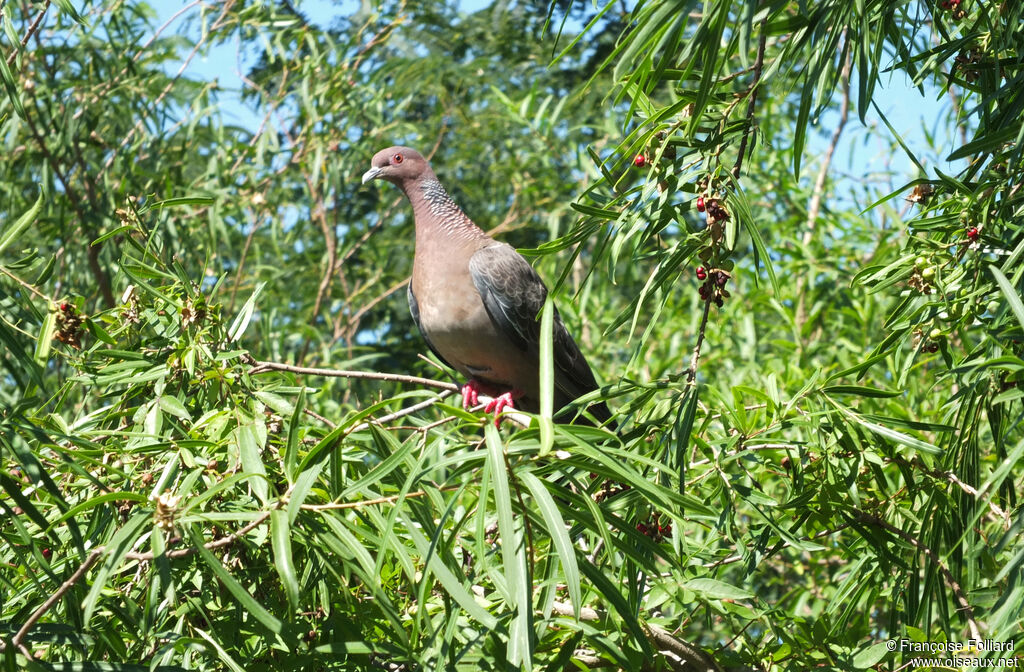 Picazuro Pigeon