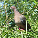Pigeon picazuro