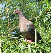 Picazuro Pigeon