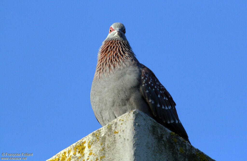 Pigeon roussardadulte, identification