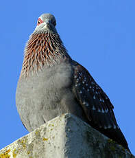 Pigeon roussard