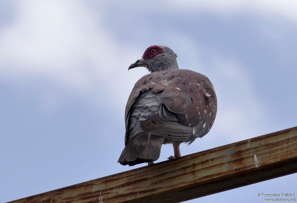 Pigeon roussard