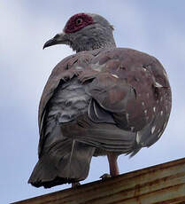 Pigeon roussard