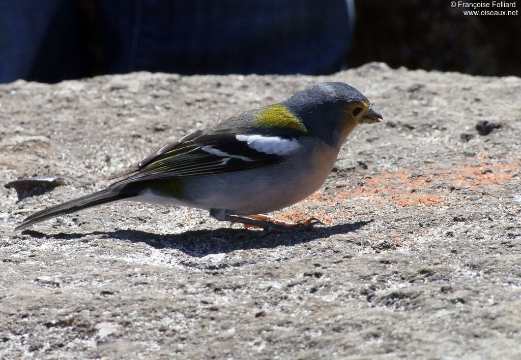 Eurasian Chaffinch male, identification